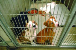 dogs in shelter