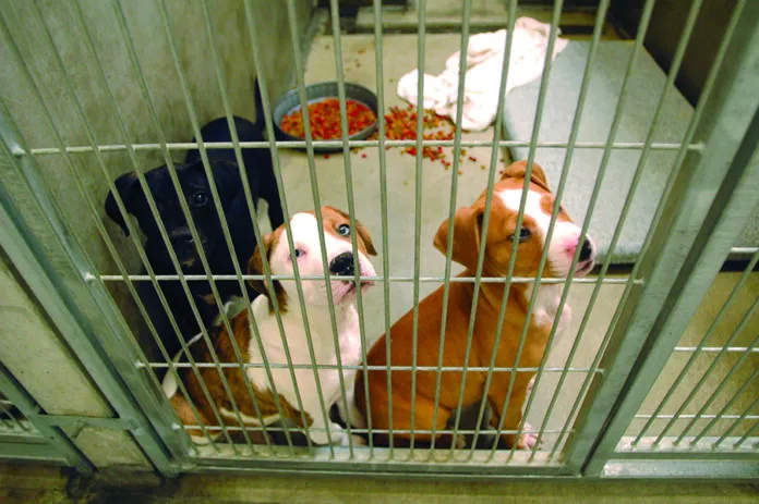 shelter_pups dogs in shelter