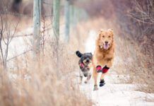 dogs wearing shoes running outside
