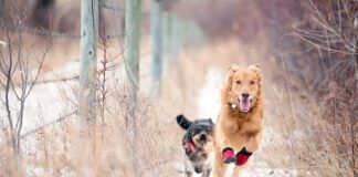dogs wearing shoes running outside