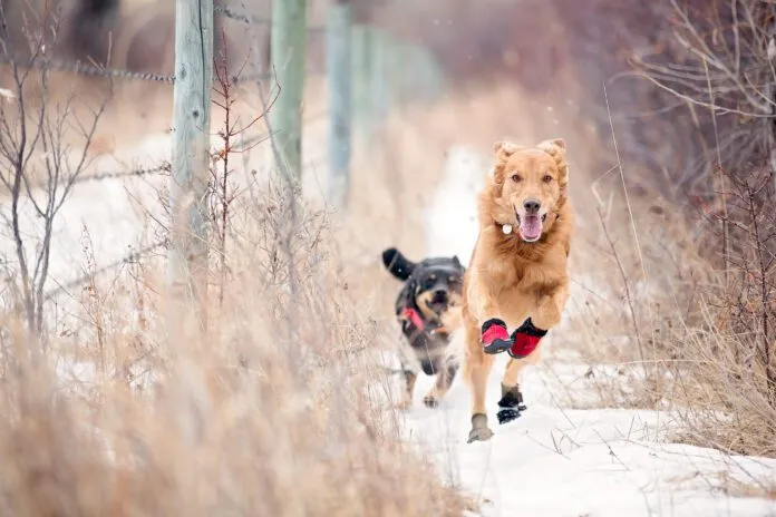 dogs wearing shoes running outside