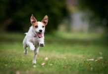 signs of happiness in dogs