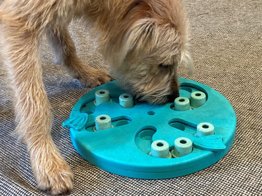dog with treat puzzle toy