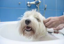 dog getting a bath how to bathe a dog