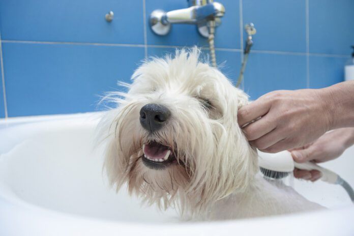 dog getting a bath how to bathe a dog
