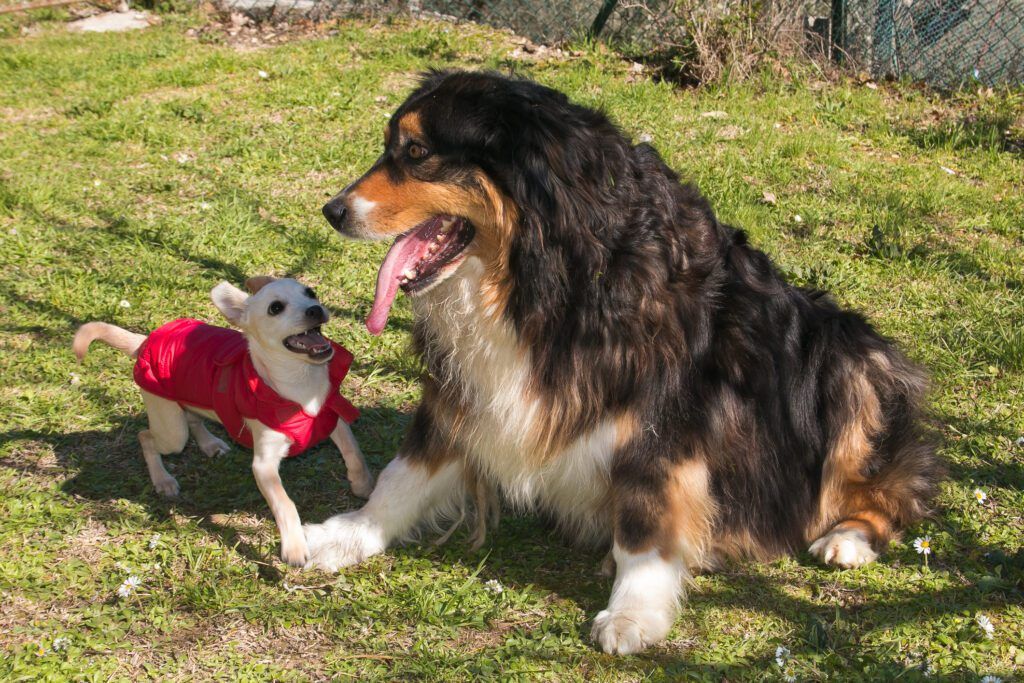 Best age to spay a female golden best sale retriever
