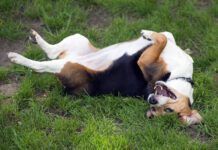 dog rolling in grass