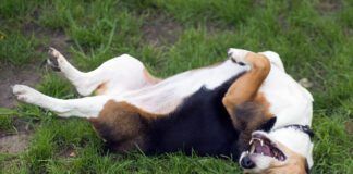 dog rolling in grass