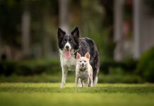 Chihuahua standing in front of Border Collie