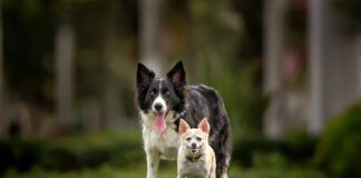 Chihuahua standing in front of Border Collie