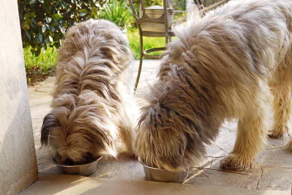 How to get your best sale dog to eat slower