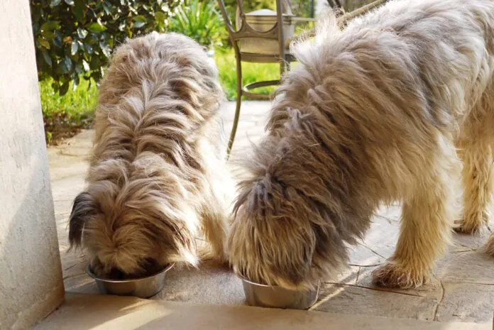 Two sheepdogs enjoying their food how to slow down your dog's eating