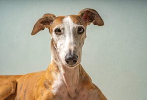 greyhound with rose ears