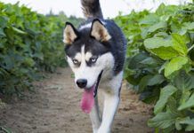 husky in the soy field