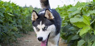 husky in the soy field