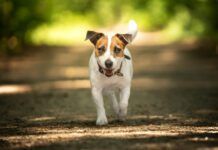 jack russell with button ears