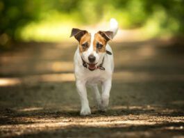 jack russell with button ears