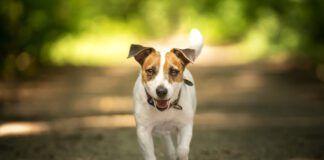 jack russell with button ears