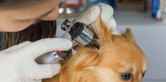 Veterinarian doctor examining a pritty dog