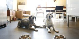Do you know how to transition dog food without making your dog sick.