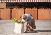 Funny dog and bag of groceries in front of market or local store.