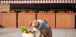 Funny dog and bag of groceries in front of market or local store.