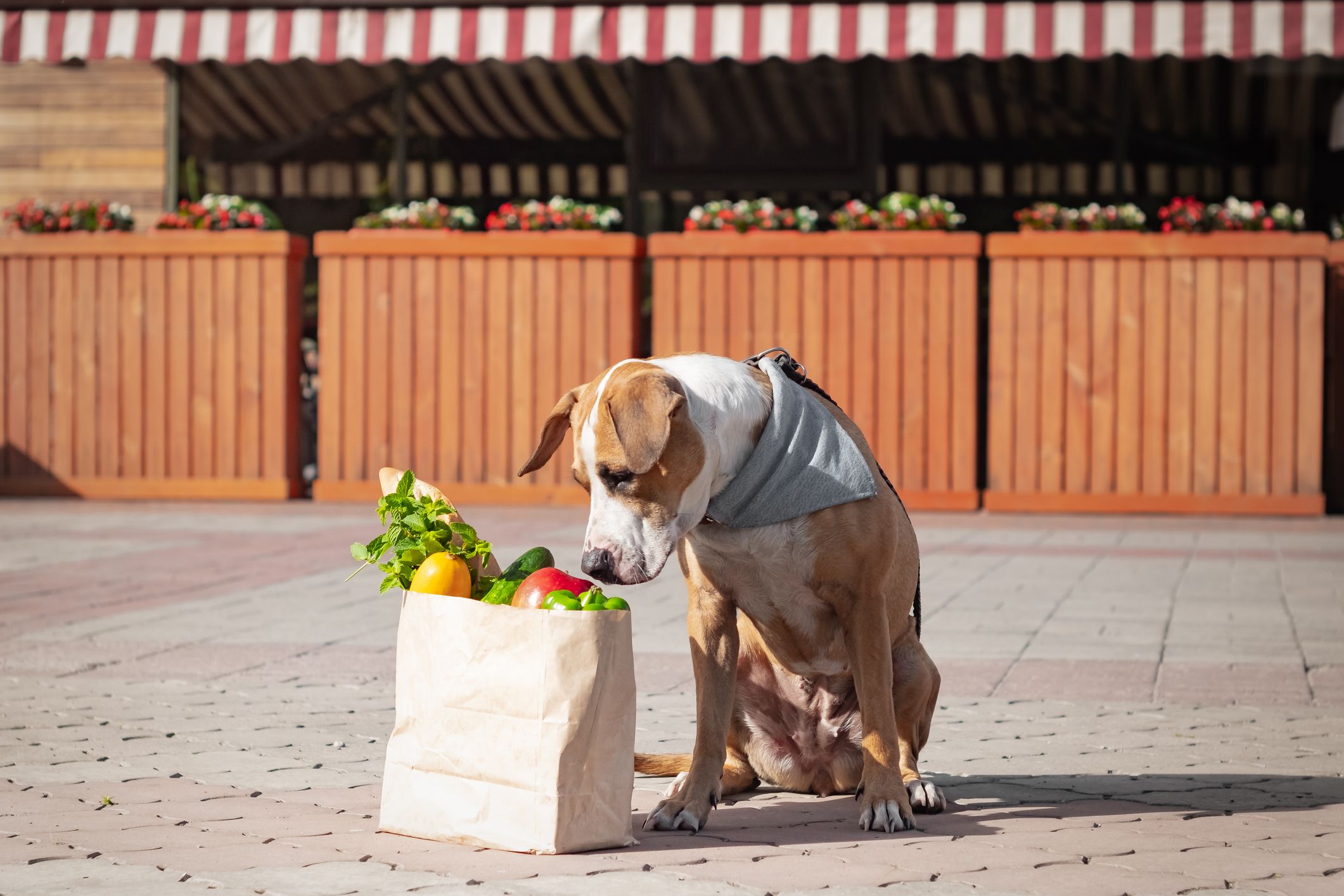 What's the Ideal Feeding Schedule for Dogs? - Whole Dog Journal