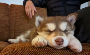 husky puppy