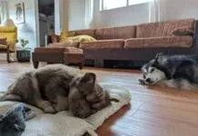 husky puppy and mom