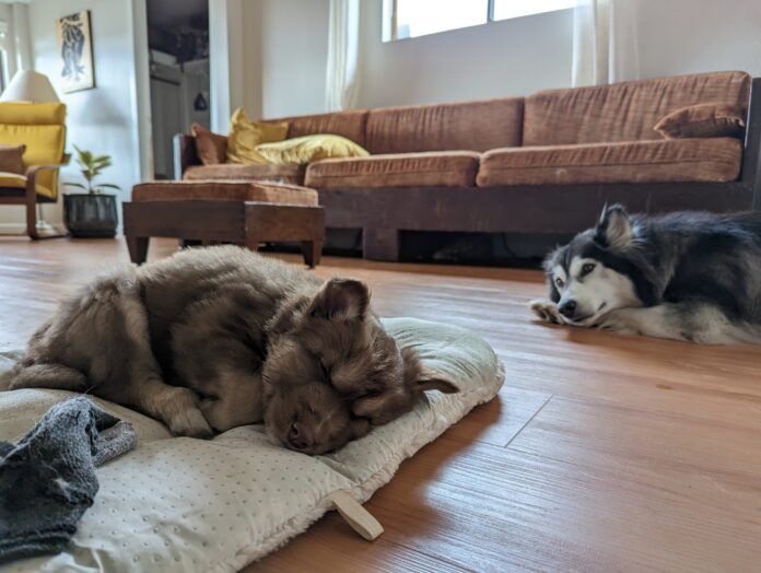 husky puppy and mom