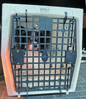 dog in plastic crate