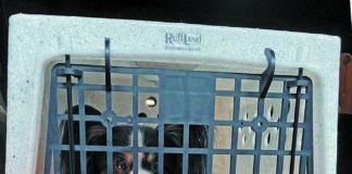 dog in plastic crate