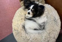 dog in donut dog bed