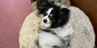 dog in donut dog bed