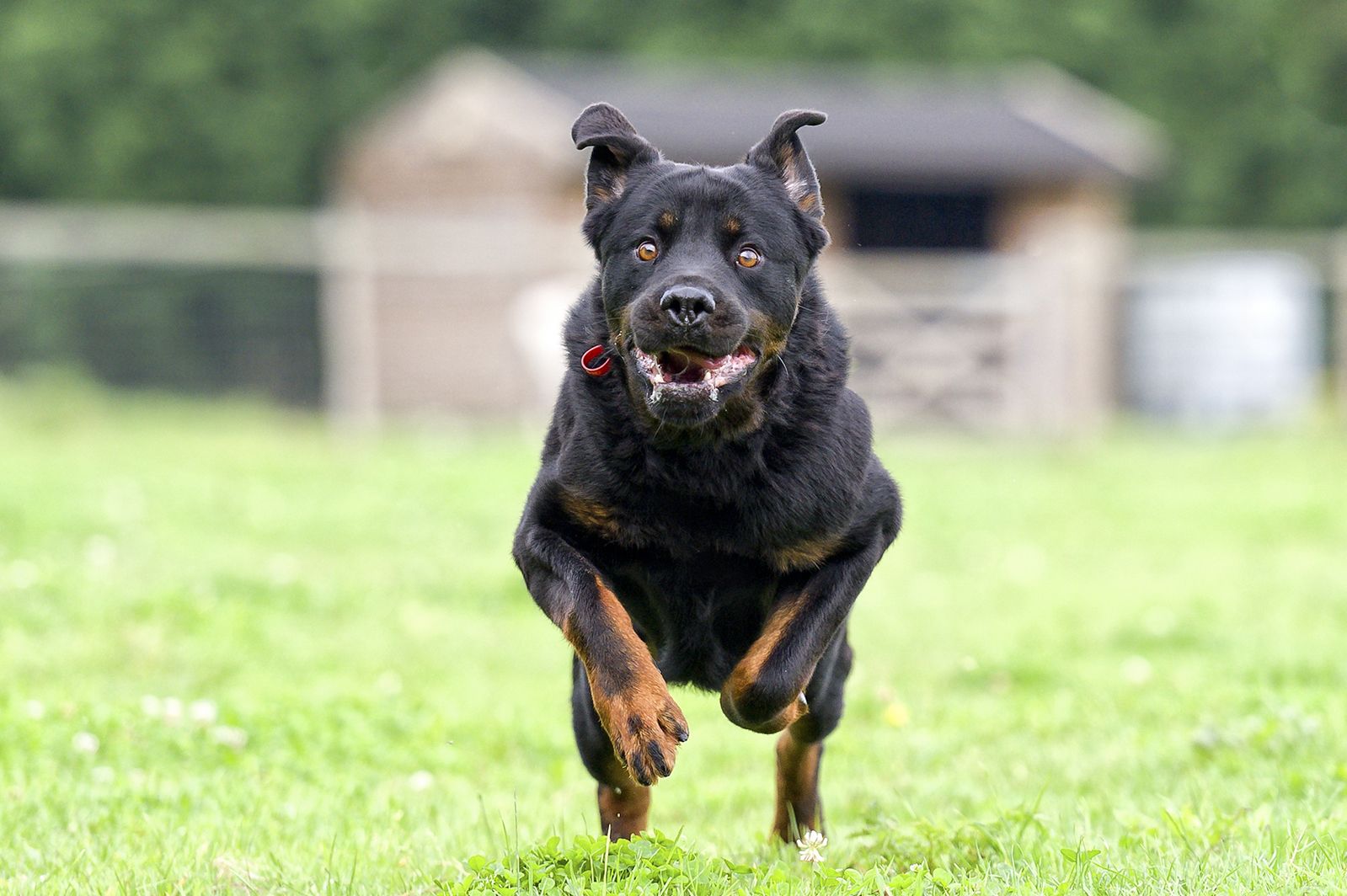 What do you do if an off leash dog approaches shop your dog