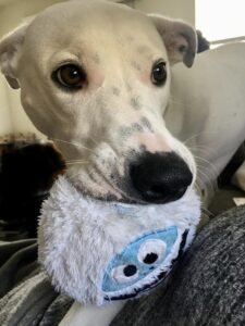 dog with toy