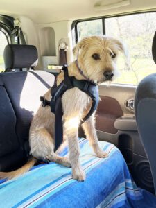 dog in seatbelt