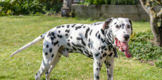 dog panting with tongue out