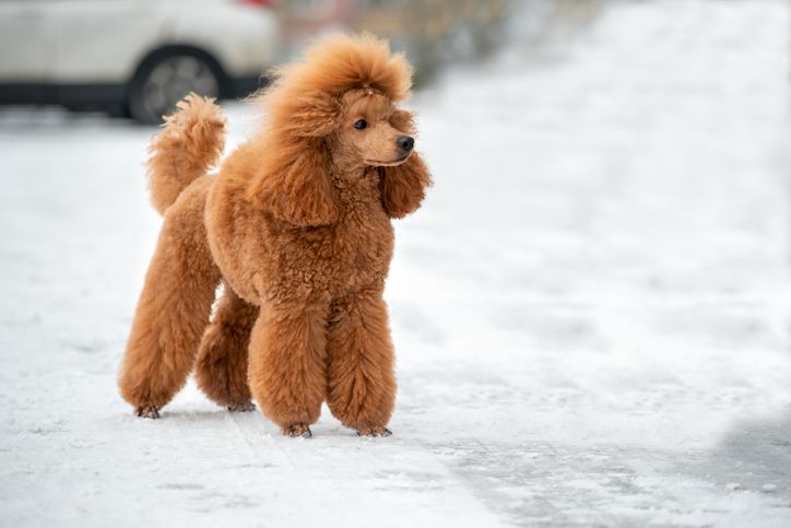 Dogs With Hair vs Fur  Difference Between Dog Hair and Fur