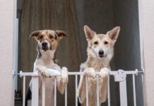 How to stop a dog from running out the door requires training, and possibly gates.