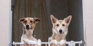 Cute dogs standing near safety gate in apartment