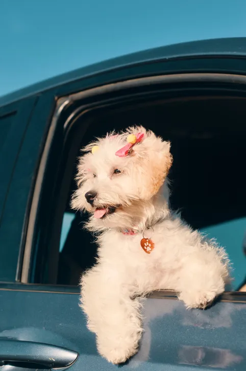 A Side View Of A Happy French Poodle Mini Puppy Dog With Hair Clips Looking Out Of A Car Window A Side View Of A Happy French Poodle Mini Puppy Dog With Hair Clips Looking Out Of A Car Window