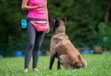 A board and train doggy boot camp offers obedience training and boarding.