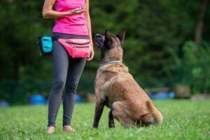 A board and train doggy boot camp offers obedience training and boarding.