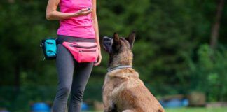 A board and train doggy boot camp offers obedience training and boarding.