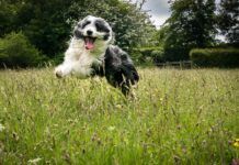 hyper dog running through the grass