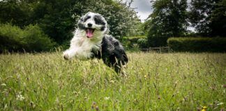 hyper dog running through the grass