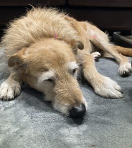 dog sleeping during acupuncture