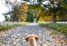 puppy watching