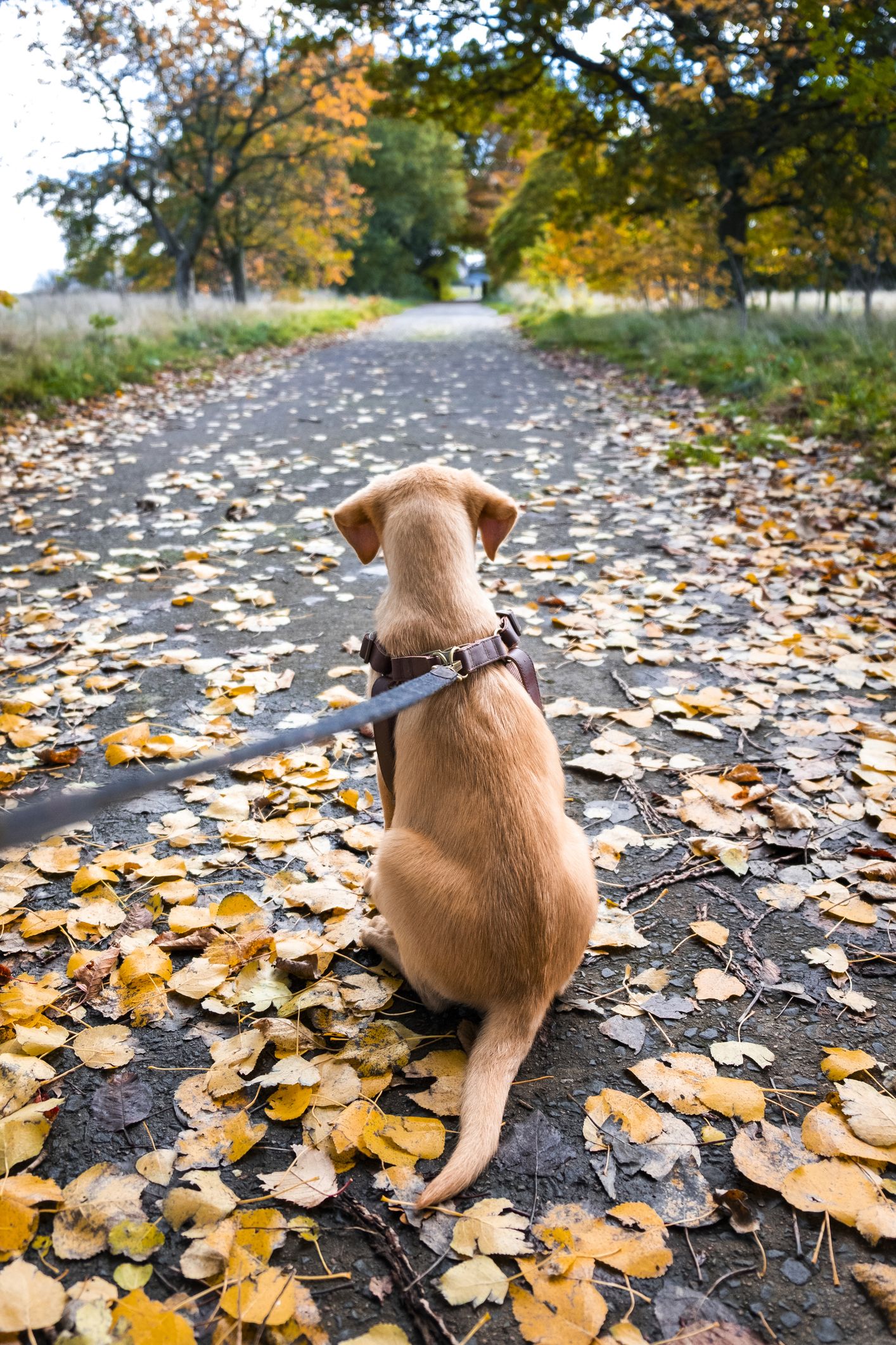 Does Your Dog Lick You before You Fall Asleep?: The Surprising Power of Canine Affection